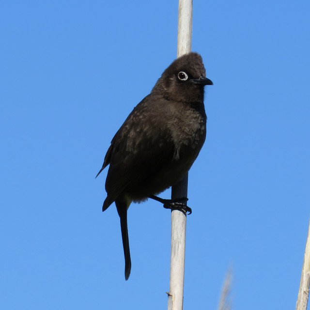 "White Eyed Bird" stock image