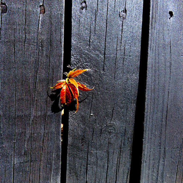 "The Fence" stock image