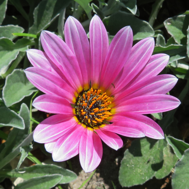 "Pink Daisy" stock image