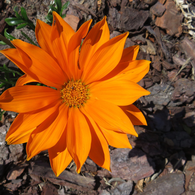 "Orange Daisy" stock image