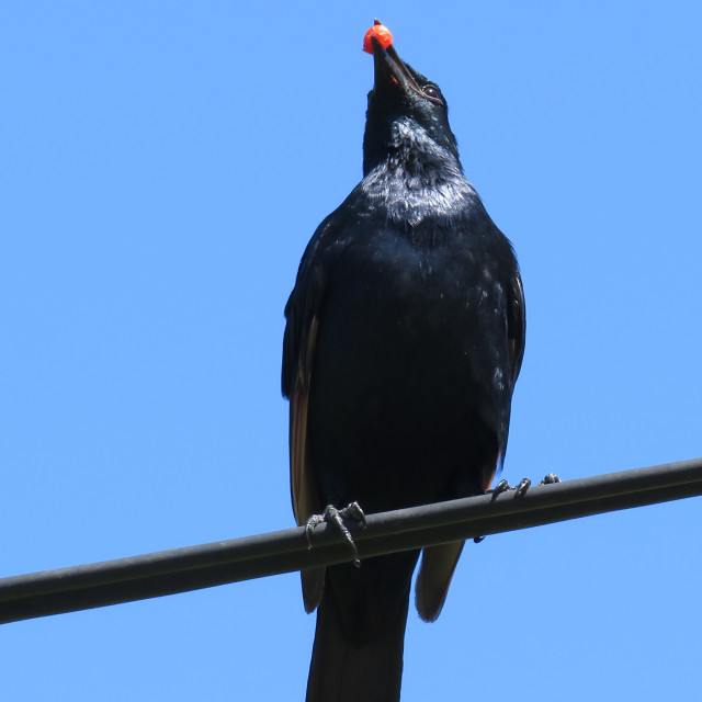 "Starling Glossy1" stock image