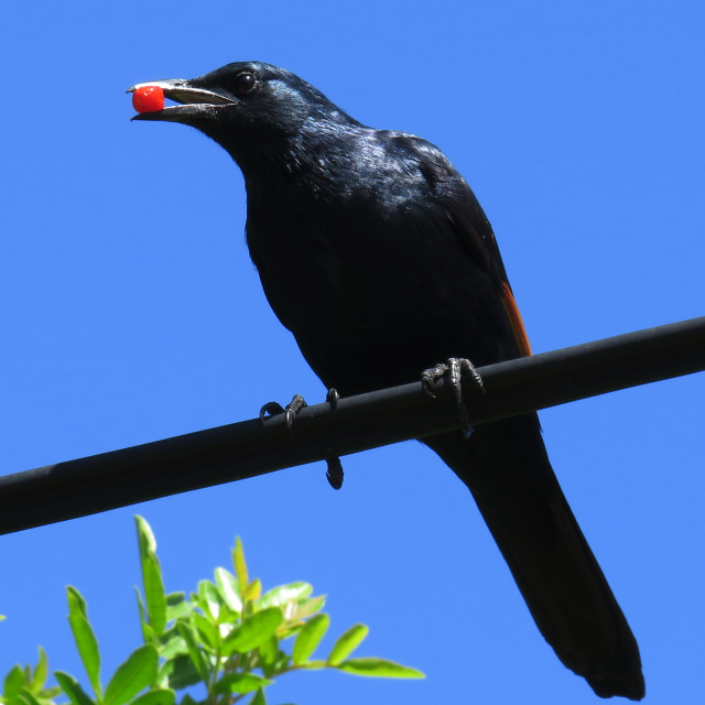 "Starling,Glossy2" stock image