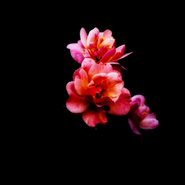 "A garden rose" by Amit Mendelsohn - $62.97 "A garden rose" stock image