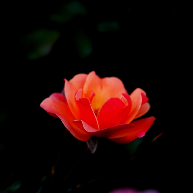 "A garden rose" stock image