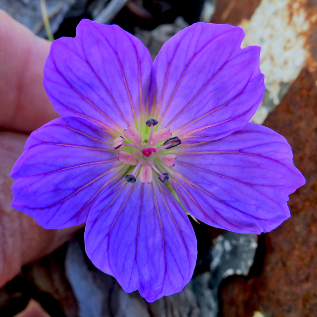 "Purple Flowers" stock image