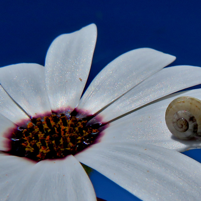 "Daisy Snail1" stock image