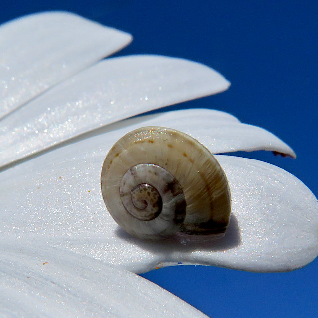 "Daisy Snail2" stock image