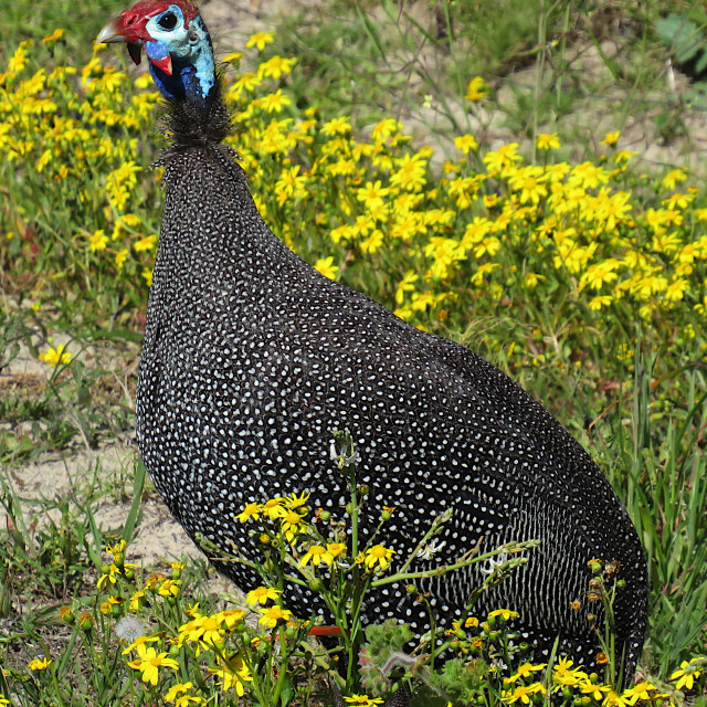 "Guinea Fowl" stock image