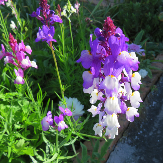 "Purple Garden Flowers" stock image