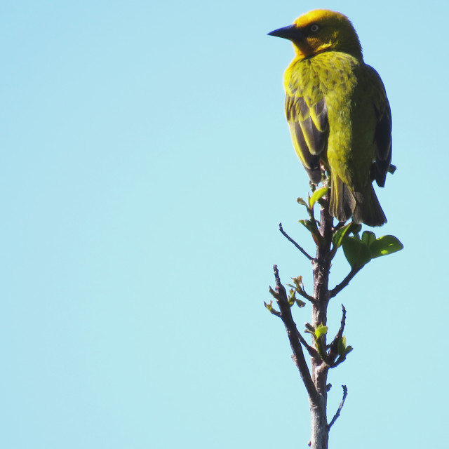 "Weaver" stock image