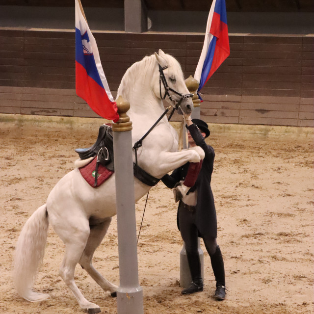 "Lipizzaner horse- famous pose" by Nature2Cool Photography - $32.93 "Lipizzaner horse- famous pose" stock image