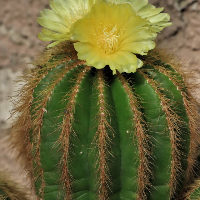 "Flowering Cactus" by Nature2Cool Photography - $14.64 "Flowering Cactus" stock image