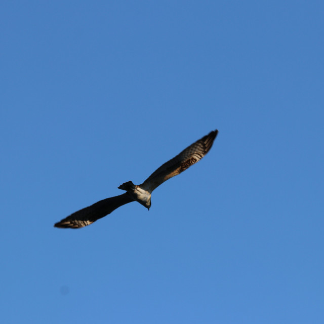 "Juvenile Bald Eagle 1" stock image