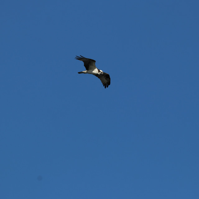 "Bald Eagle 2" stock image