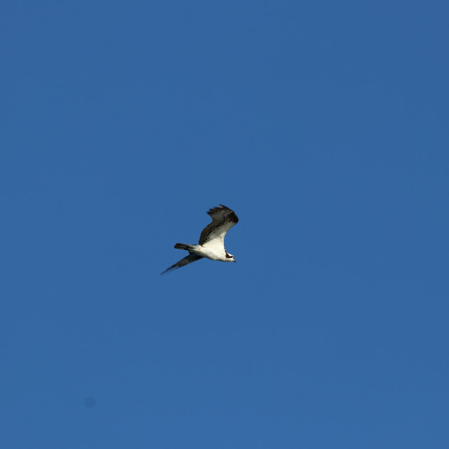 "Bald Eagle 1" stock image