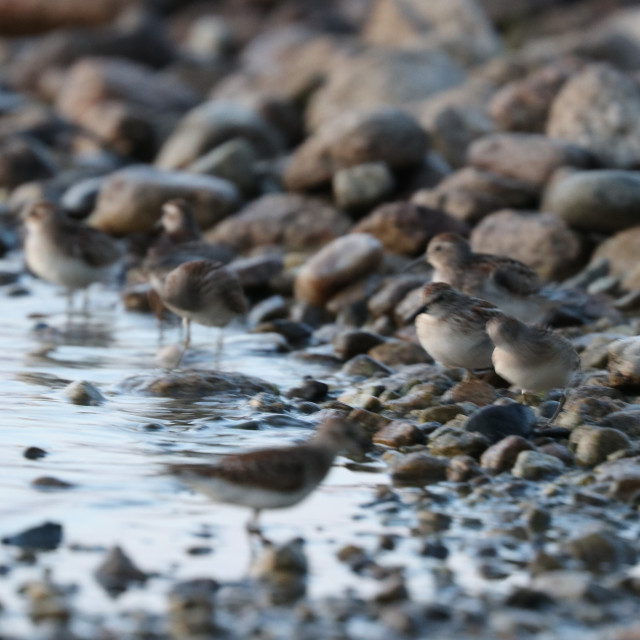 "Piping Plovers 3" stock image