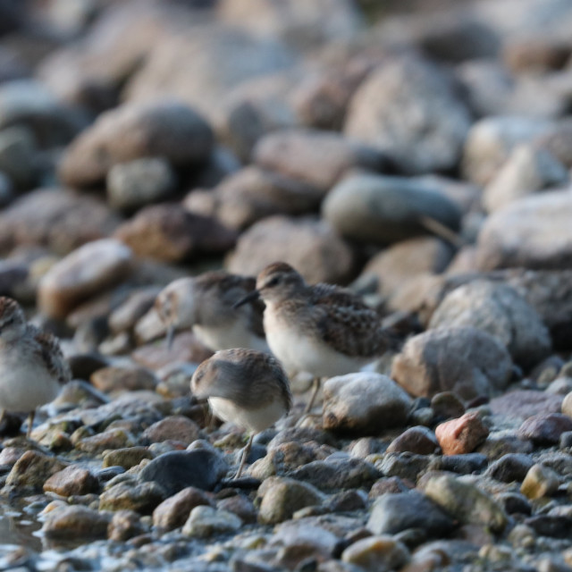 "Piping Plovers 5" stock image