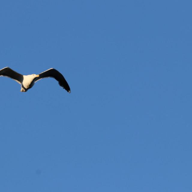 "Seagull 2" stock image