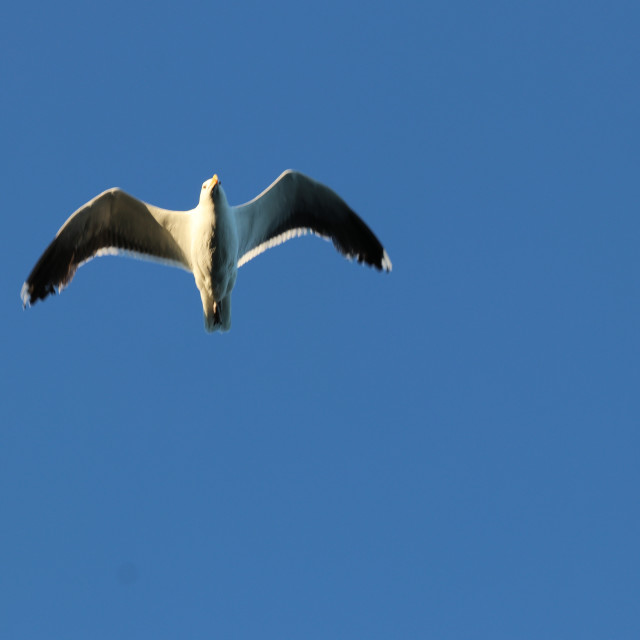 "Seagull 1" stock image