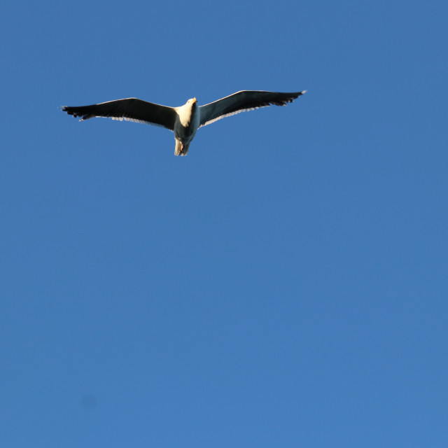 "Seagull 3" stock image