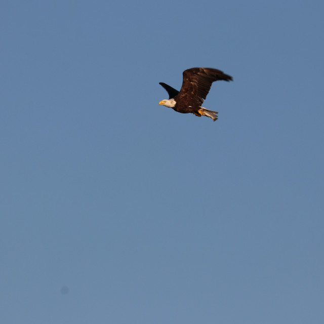 "Bald Eagle 9" stock image