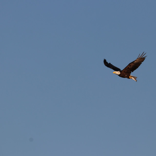 "Bald Eagle 8" stock image