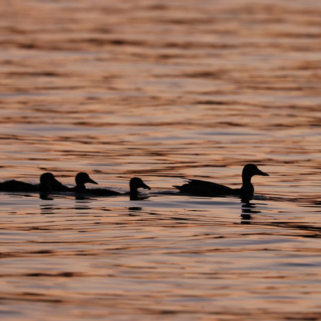 "Mamma duck with babies" stock image