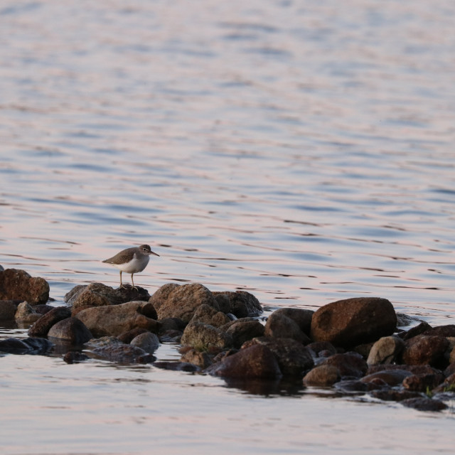 "Piping Plover" stock image