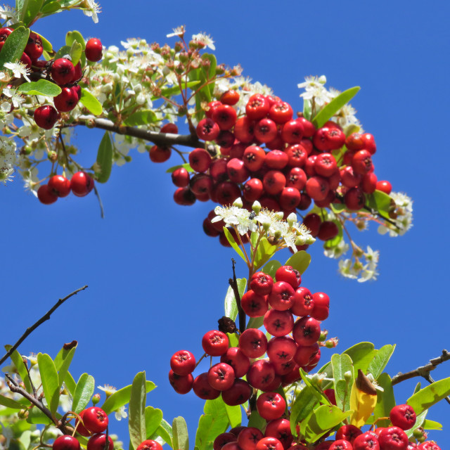 "Red Monkey Apples" stock image