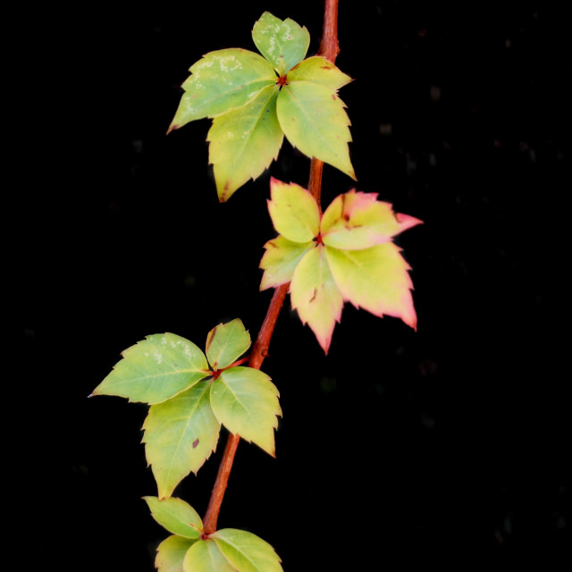 "Leaves" stock image