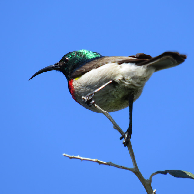 "Sunbird" stock image