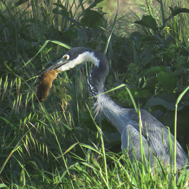 "The Heron and the Field Mouse 2" stock image