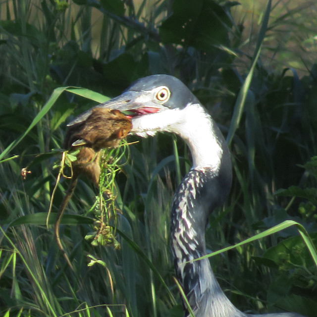 "The Heron and the Field Mouse 5" stock image