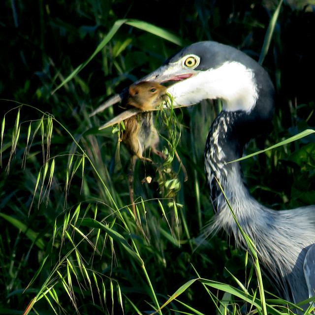 "The Heron and the Field Mouse 6" stock image