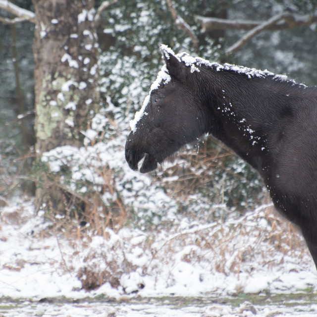 "New Forest Pony" stock image