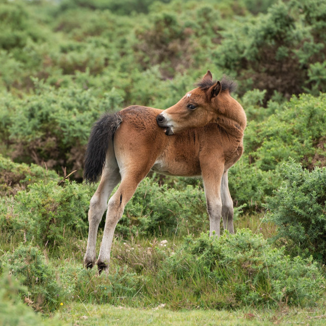 "Foal" stock image