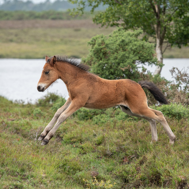 "Foal" stock image