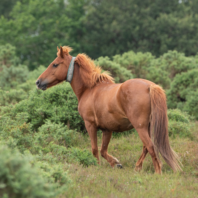 "New Forest Pony" stock image