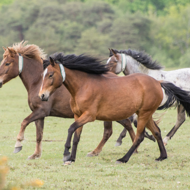 "3 new Forest ponies" stock image