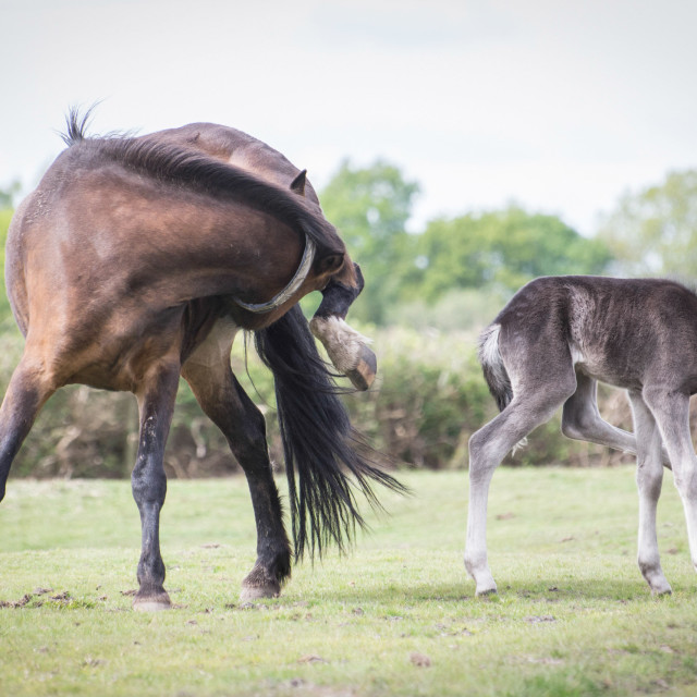 "Mare and foal" stock image