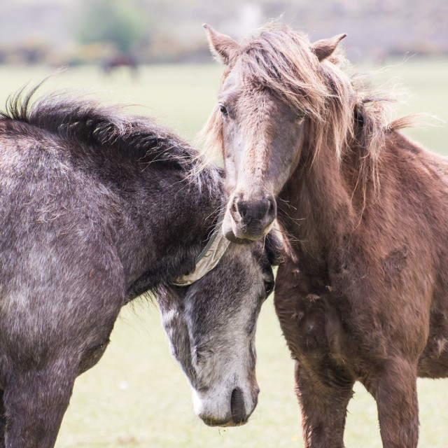 "Two new Forest ponies" stock image