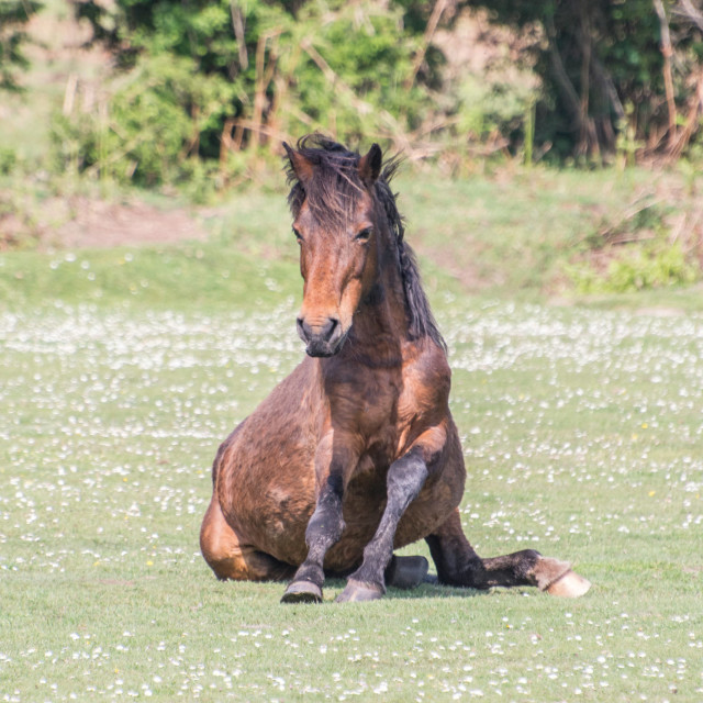 "New Forest pony" stock image