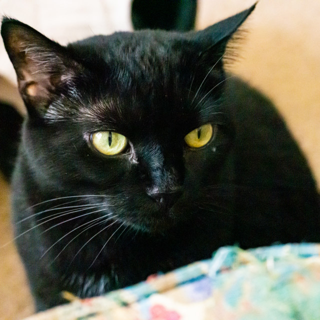 "Black Cat" by BTG Photographer - $1.24 "Black Cat" stock image