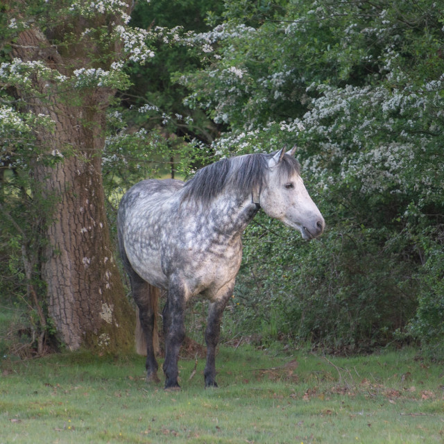 "Grey stallion" stock image