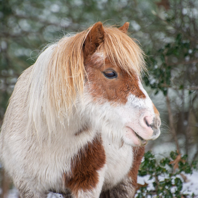 "Shetland" stock image