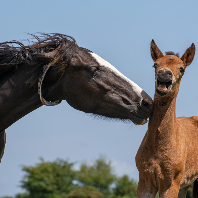 "Mare and foal" stock image