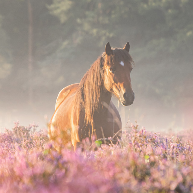 "New Forest pony" stock image