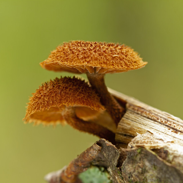 "Beautiful closeup of forest mushrooms. Mushrooms photo, forest photo, forest background" stock image