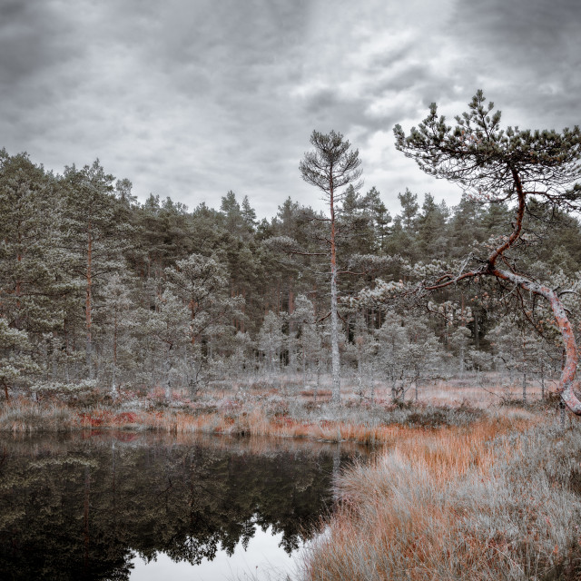"Old pines of the autumn wetlands" stock image