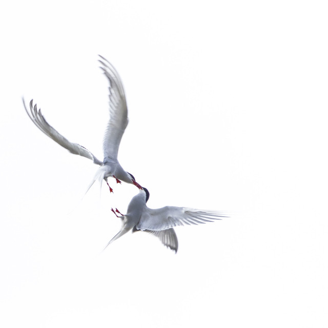"Terns" stock image